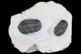 Bargain, Pair Of Gerastos Trilobite Fossils - Morocco #146282-1